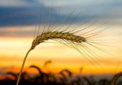 crop_wheat_wind_735_350-400x190